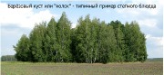 06_Берёзовые кусты или колки.jpg title=